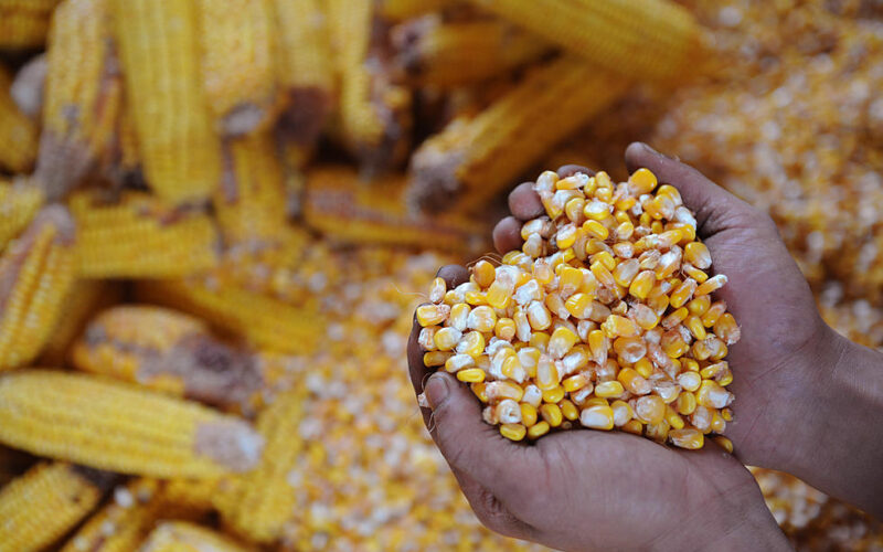 “300 جنية زيادة” سعر طن الذرة الصفراء اليوم الأربعاء 10 يناير 2024 في السوق المحلي والعالمي