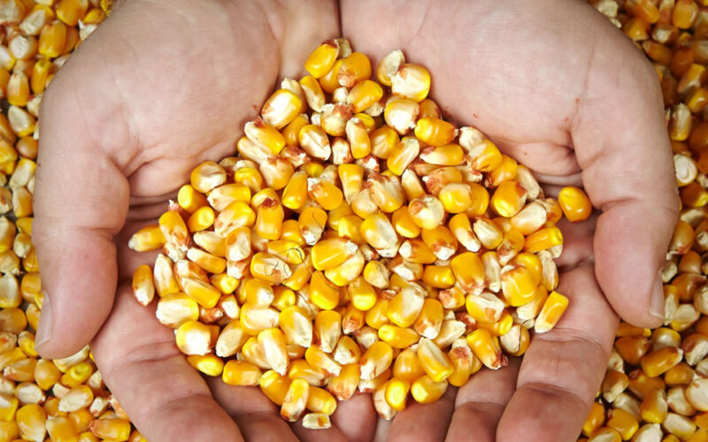 كم سعر طن الذرة الصفراء اليوم الخميس 11 يناير 2024 في السوق المحلي للمستهلك