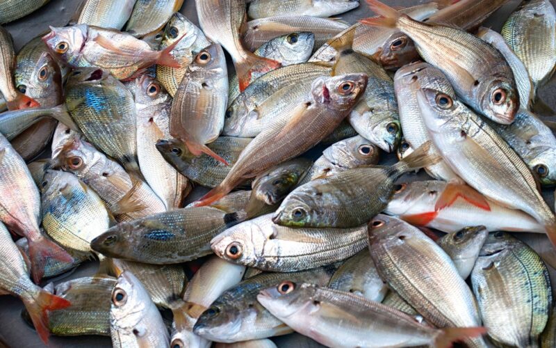 جدول اسعار السمك اليوم سوق العبور بتاريخ الأحد 7-1-2024 للمستهلك في مصر