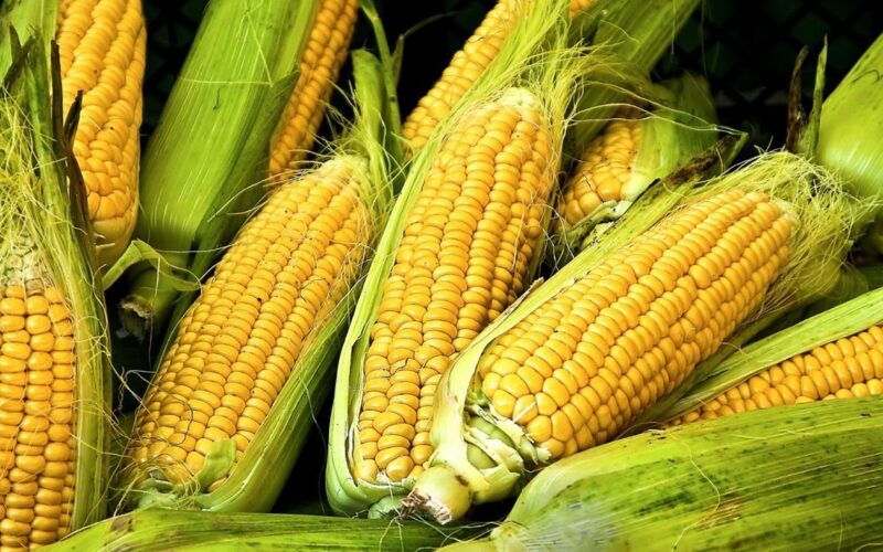 “ارتفاع جديد” سعر طن الذرة الصفراء اليوم الخميس 11 يناير 2024 في الاسواق المحلية