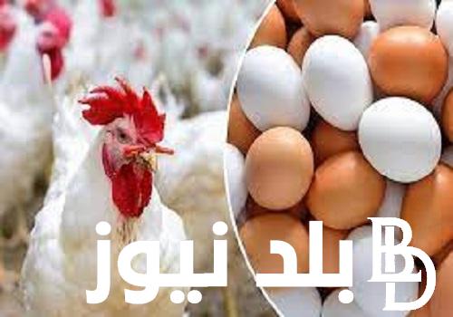 “اخر تسعيرة” اسعار الفراخ البيضاء اليوم في مصر الثلاثاء 30 يناير 2024 للمستهلكين