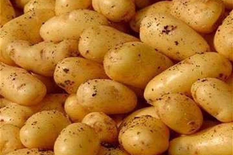 أسعار البطاطس اليوم في سوق العبور بالجمله 13/1/2024 للمستهلك في مصر
