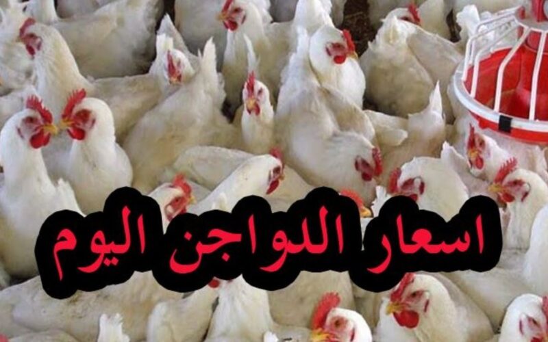الكوكو بكام؟.. بورصة الدواجن اليوم الفراخ البيضاء بتاريخ 28 يناير 2024 للمستهلك في جميع الاسواق المصرية