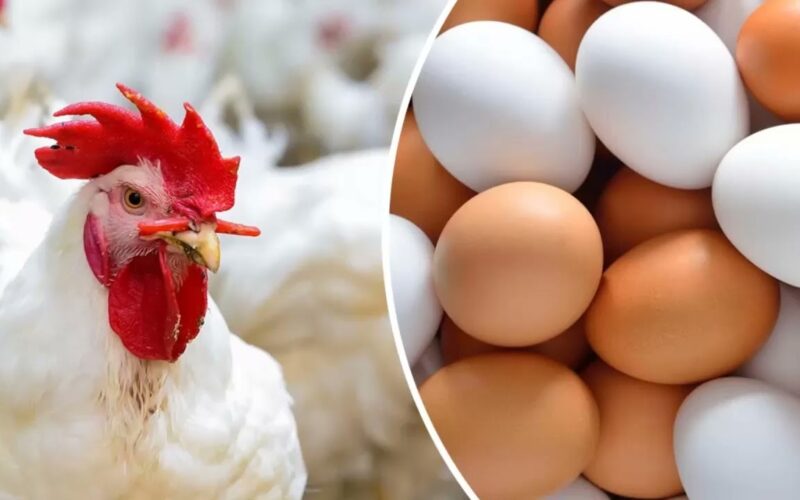 “البيضة هتعدي الـ6” سعر البيض الأحمر اليوم الأربعاء 31 يناير 2024 في الأسواق التجارية