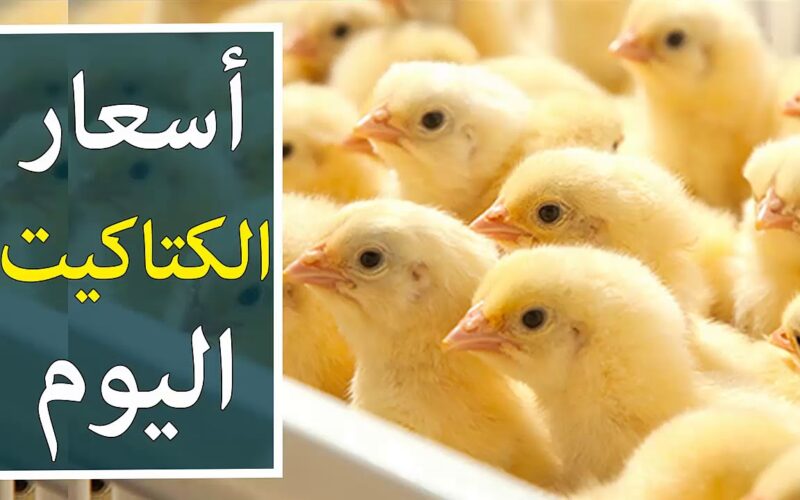 اسعار الكتاكيت اليوم الجمعة بتاريخ 12/1/2024 للمُستهلك في مختلف الشركات بمصر