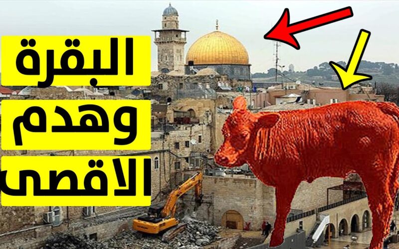البقرة الحمراء عند اليهود 2024 وما علاقتها بهدم ‎المسجد الأقصى ومعركة نهاية العالم؟