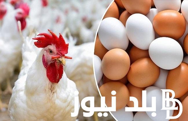 “بكام الفرخة” .. بورصة الدواجن اسعار الفراخ اليوم الثلاثاء 23-1-2024 ” الساسو والبيضاء والامهات” في تعاملات الأسواق المصرية المختلفة