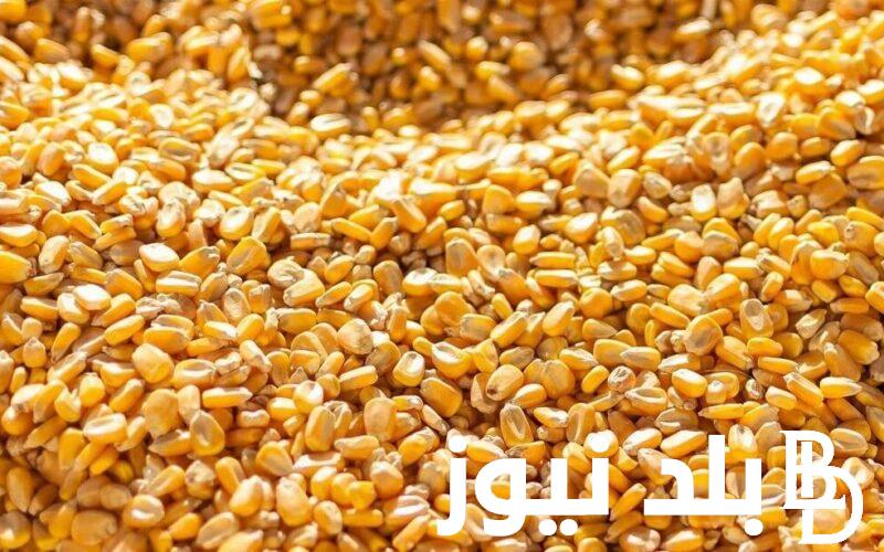 “الأصفر بكام؟” كم سعر طن الذرة الصفراء اليوم الاربعاء 3 يناير 2024 للمُستهلك في جميع الأسواق المصرية