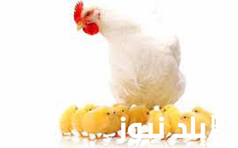 اسعار بورصة الدواجن اليوم الفراخ البيضاء الخميس 4 يناير 2024 في مصر