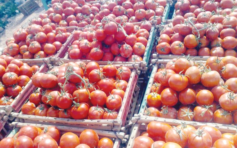 “القفص على كام” قائمة اسعار الطماطم في سوق العبور اليوم الخميس 18 يناير 2024  للمستهلك بمصر