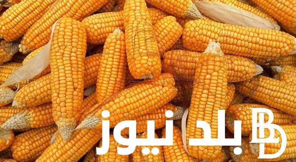 الاردب على كام؟ سعر طن الذرة الصفراء اليوم الاربعاء 28 فبراير 2024 في مصر