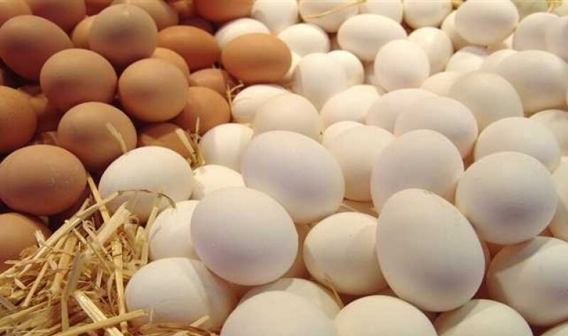 “البيضة بقت بـ 6ج” سعر كرتونة البيض اليوم الخميس 15 فبراير 2024  للمستهلك في مصر