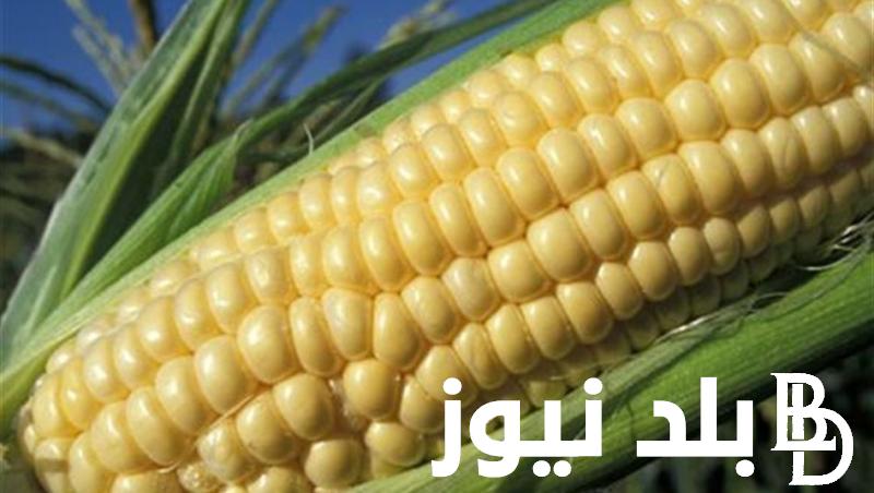 “بيضا وصفرا” سعر طن الذرة البيضاء اليوم الجمعة 2 فبراير 2024 في جميع الأسواق التجارية بمصر