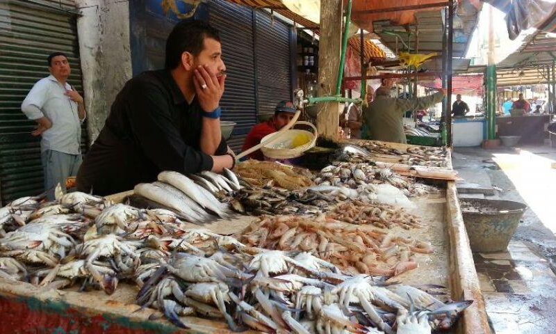 “السمك بيلعب” أسعار السمك اليوم للمستهلك بتاريخ 19 فبراير 2024 بسوق العبور للجملة في مصر