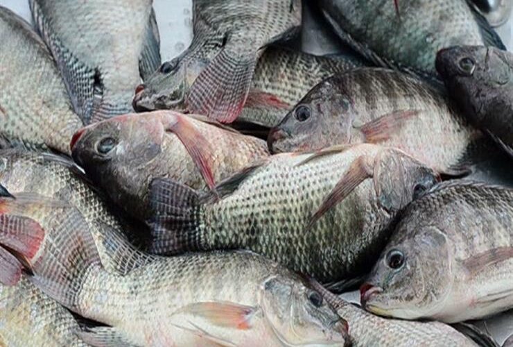 قائمة أسعار السمك اليوم البلطي في سوق العبور الأربعاء 7 فبراير 2024
