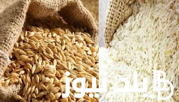 “يستمر في الانخفاض” سعر طن الأرز الشعير اليوم الخميس 29 فبراير 2024 في الاسواق