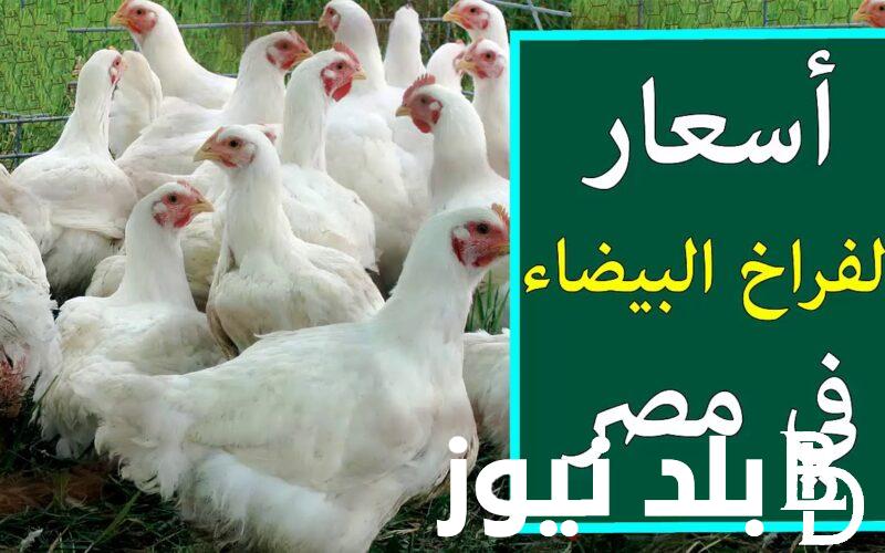 الفرخة بكام؟.. اسعار الفراخ البيضاء اليوم الاحد 4 فبراير للمستهلك في مصر