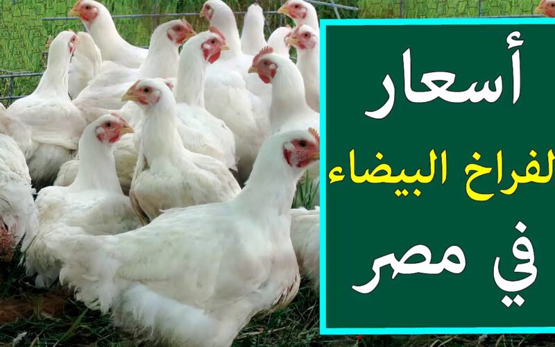 “فراخ وبانية” أسعار الفراخ البيضاء اليوم الأحد 25 فبراير في جميع الاسواق المحلية وفق لبورصة الدواجن