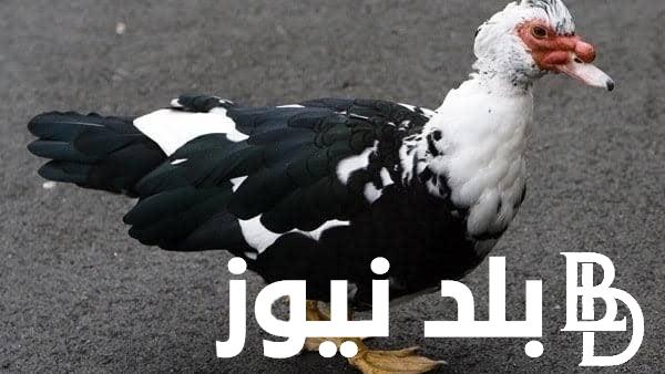 “الراعي الرسمي لعزائم رمضان” سعر كيلو البط في الأسواق اليوم الاحد 18 فبراير 2024 للمستهلك في مصر
