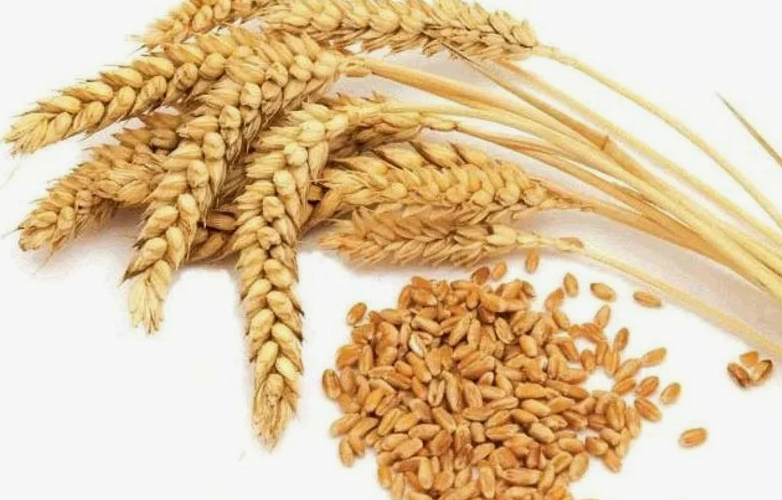 “رفيع وعرض” سعر طن الأرز الشعير اليوم الاحد 18 فبراير 2024 للمستهلكين والتجار