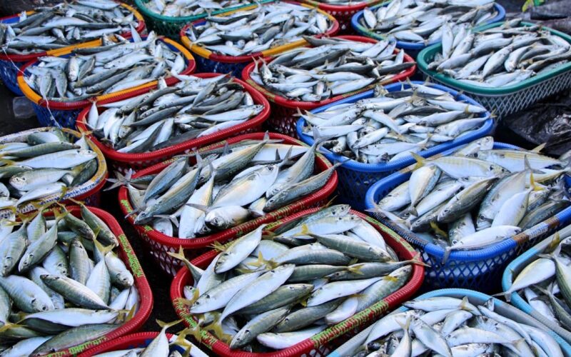 “بلطي وكرونة” اسعار السمك اليوم للمستهلك السبت 24 فبراير 2024 في سوق العبور