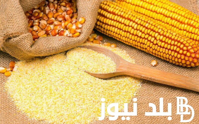 “بكام النهاردة ” سعر طن الذرة اليوم الثلاثاء 6 فبراير 2024 في الاسواق المحلية