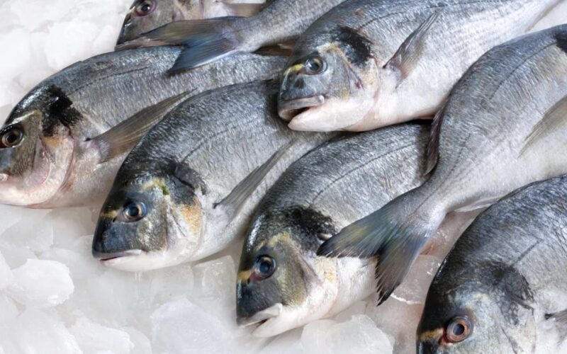 “السمك بكام؟” اسعار السمك اليوم الاثنين 12 فبراير 2024 للمستهلك وبجميع الاسواق المصرية