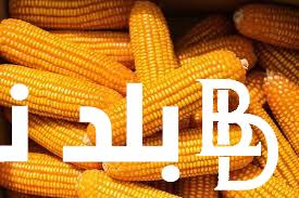 “الذرة بكام” تعرف على سعر طن الذرة الصفراء اليوم السبت 17 فبراير 2024 بجميع الاسواق