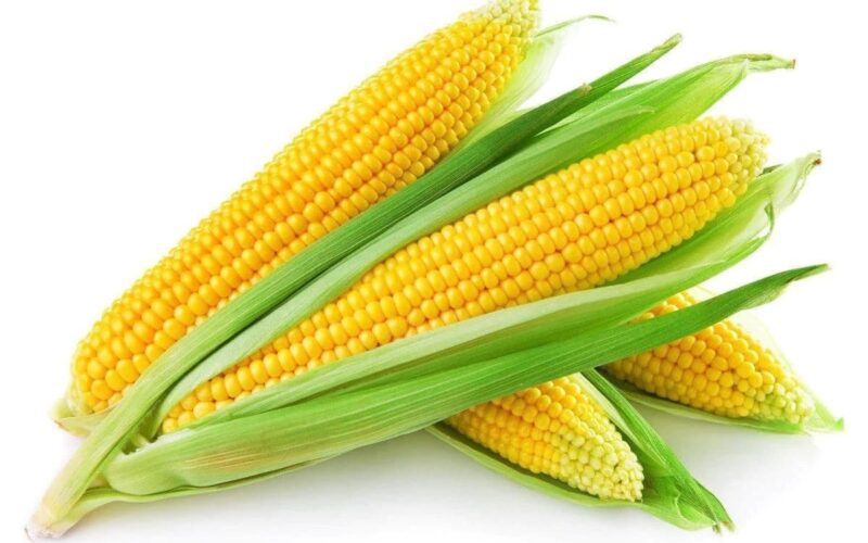 “الأصفر والأبيض” سعر طن الذرة اليوم الخميس 1 فبراير 2024 في كل الأسواق المحلية للمستهلك