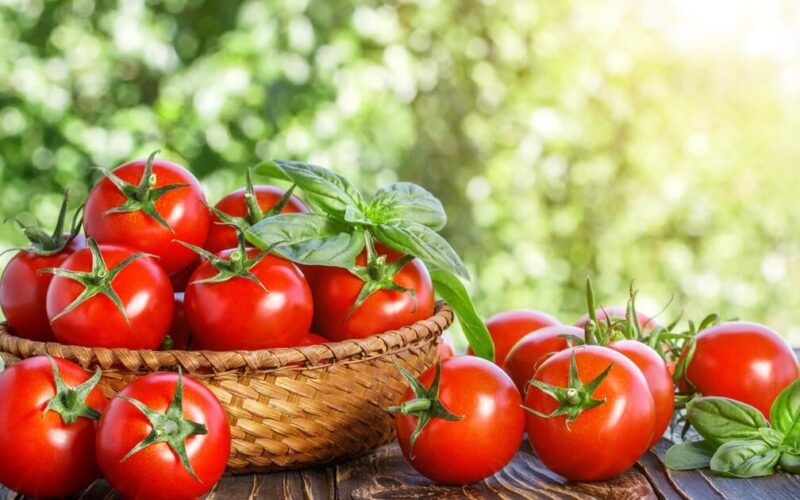 “البدورة الحمراء”.. أسعار الطماطم اليوم في سوق العبور للمستهلك وتجار الجملة