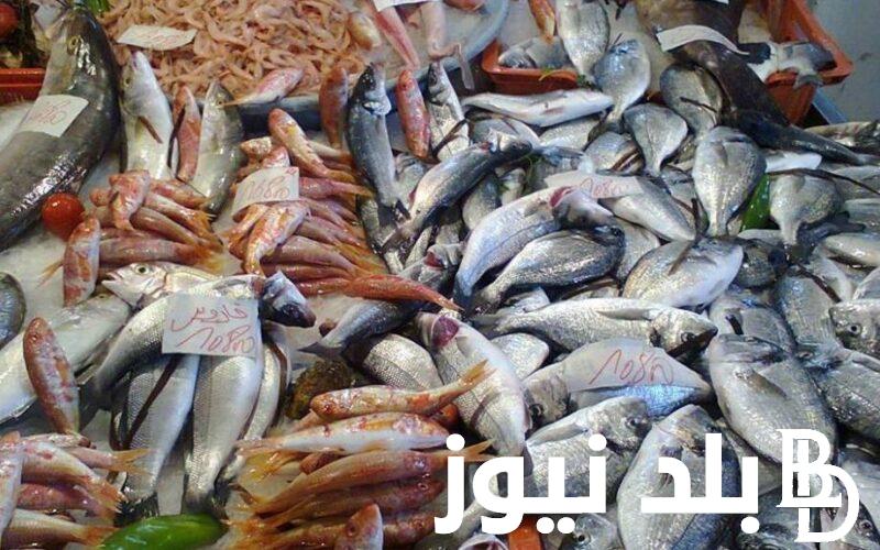 أسعار السمك اليوم للمستهلك الثلاثاء 20 فبراير 2024 واسعار الجمبري في سوق العبور