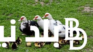 “البطوطة بكام” تعرف على سعر كيلو البط اليوم الاحد 25 فبراير 2024 في الأسواق