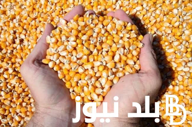 “الطن وصل لكام” سعر طن الذرة الصفراء اليوم السبت 2024/2/10 للمستهلك في المحلات التجارية