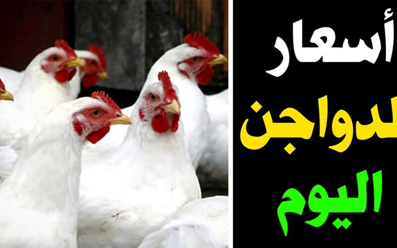 “اشتري لرمضان” بورصة الدواجن اليوم الفراخ البيضاء الاثنين 5 فبراير 2024 للمستهلك في مصر