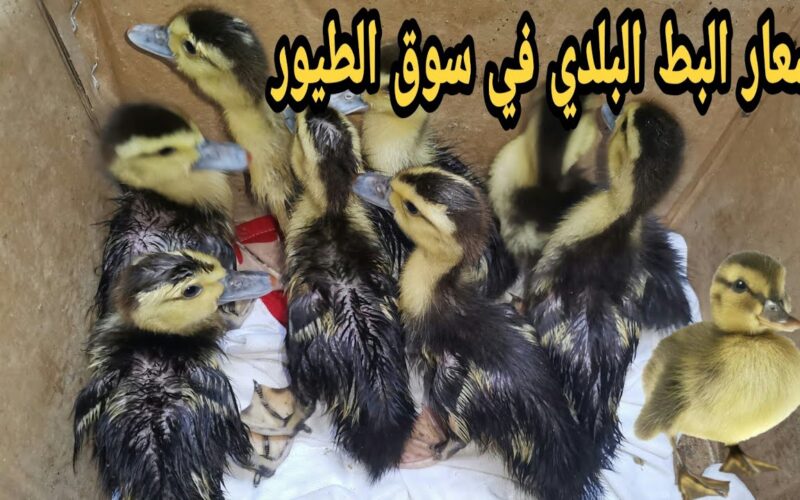 “رومي ومسكوفي” أسعار البط البلدي اليوم الأربعاء 14 فبراير 2024 في سوق الطيور بمصر