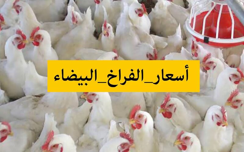 “الفراخ وصلت كام” اسعار الدواجن البيضاء اليوم الثلاثاء 13 فبراير 2024 للمستهلكين في مصر