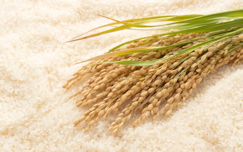 الطن بكام؟ سعر طن الأرز الشعير اليوم الخميس 15 فبراير 2024 للمستهلك في مصر