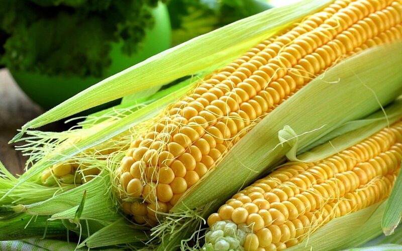 “الأصفر والأبيض” سعر طن الذرة اليوم السبت الموافق 3 فبراير 2024 في كل الأسواق المحلية للمستهلك