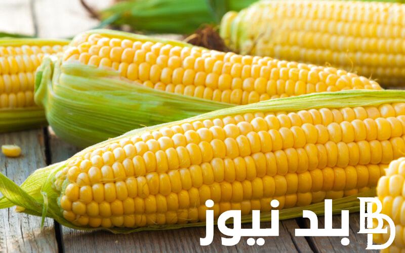 “الدرة في العالي” سعر طن الذرة الصفراء اليوم الخميس 15 فبراير 2024 للمُستهلك في مصر