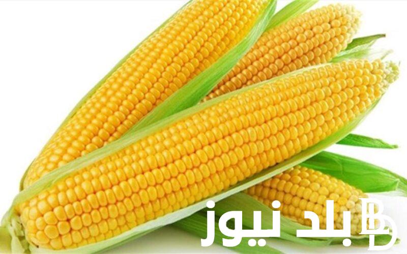 بعد الهبوط الاخير.. سعر طن الذرة الصفراء اليوم الاثنين 19 فبراير 2024 للمستهلك في مصر