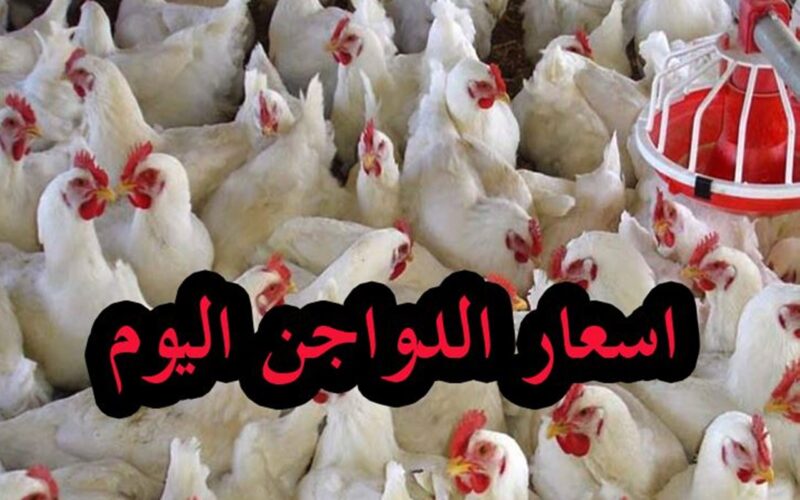 “الفرخة بكام” تعرف على اسعار الفراخ البيضاء اليوم السبت 17 فبراير 2024 بجميع المزارع.