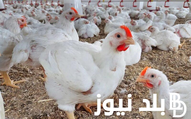 “الفرخة بكام” تعرف على اسعار بورصة الدواجن اليوم الاربعاء 21 فباير 2024 الفراخ البيضاء للمستهلك والمحال التجارية في مصر