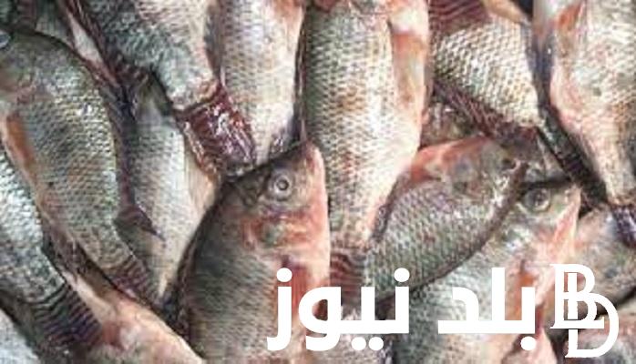 قائمة أسعار السمك اليوم البلطي السبت 3 فبراير 2024 للمُستهلك في سوق العبور