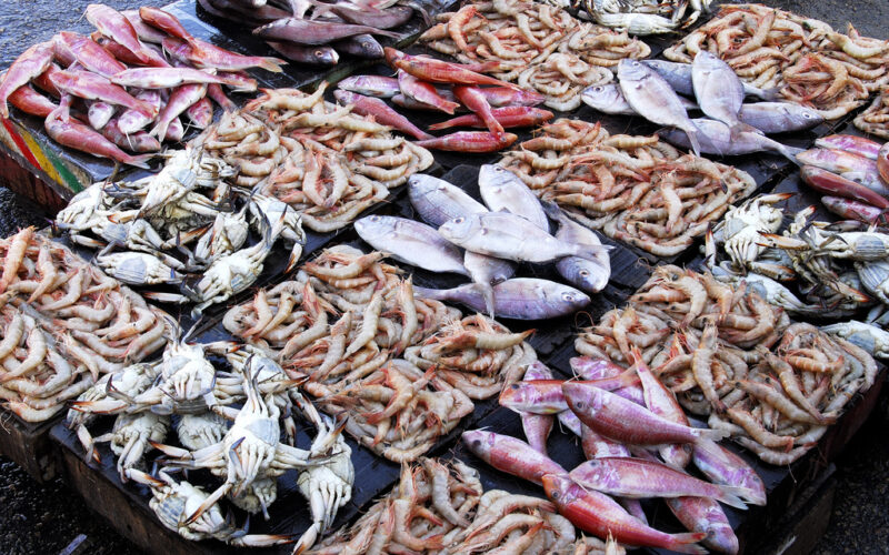 “طازة ومجمد” اسعار السمك اليوم للمستهلك الاثنين 19 فبراير 2024 في سوق العبور