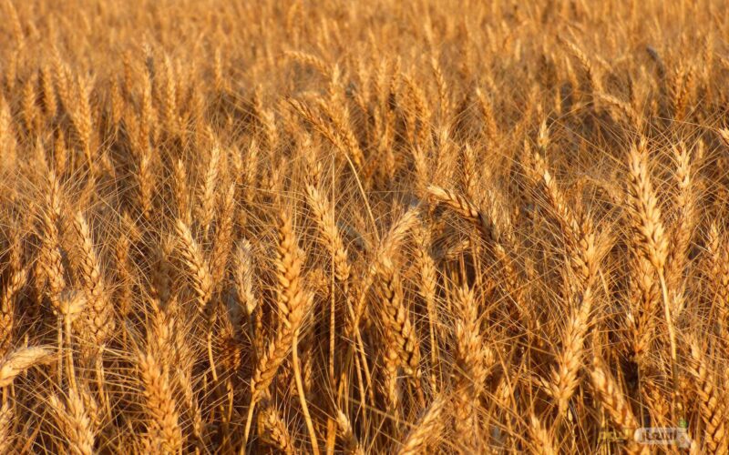 تعرف على سعر اردب القمح 2024 و مساحة الاراضي المزروعة قمح في مصر