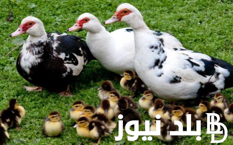 سعر كيلو البط المسكوفي اليوم الجمعه 8 مارس 2024 فى منافذ البيع وجميع الاسواق المصريه