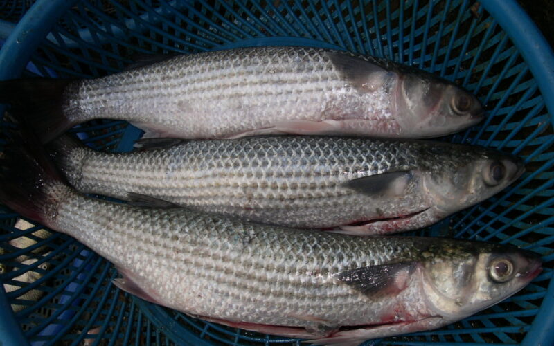 قائمة اسعار السمك البوري اليوم الإثنين 2024 مارس 2024 في سوق العبور