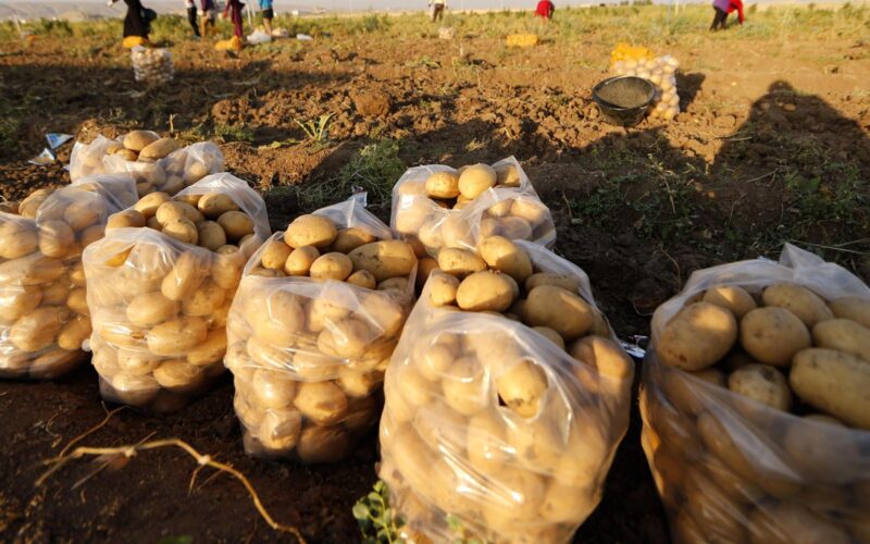 جدول أسعار البطاطس اليوم في سوق العبور الاربعاء 6 مارس 2024 للمستهلك في مصر