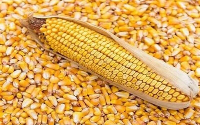 “الاردب على كام” سعر طن الذرة الصفراء اليوم السبت 30 مارس 2024 للمستهلك في المحلات التجارية
