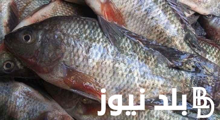قائمة اسعار السمك اليوم السبت 9 مارس 2024 في الأسواق المصرية للمستهلك